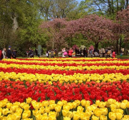3.Don mua xuan chau Au cung Le hoi hoa Keukenhof