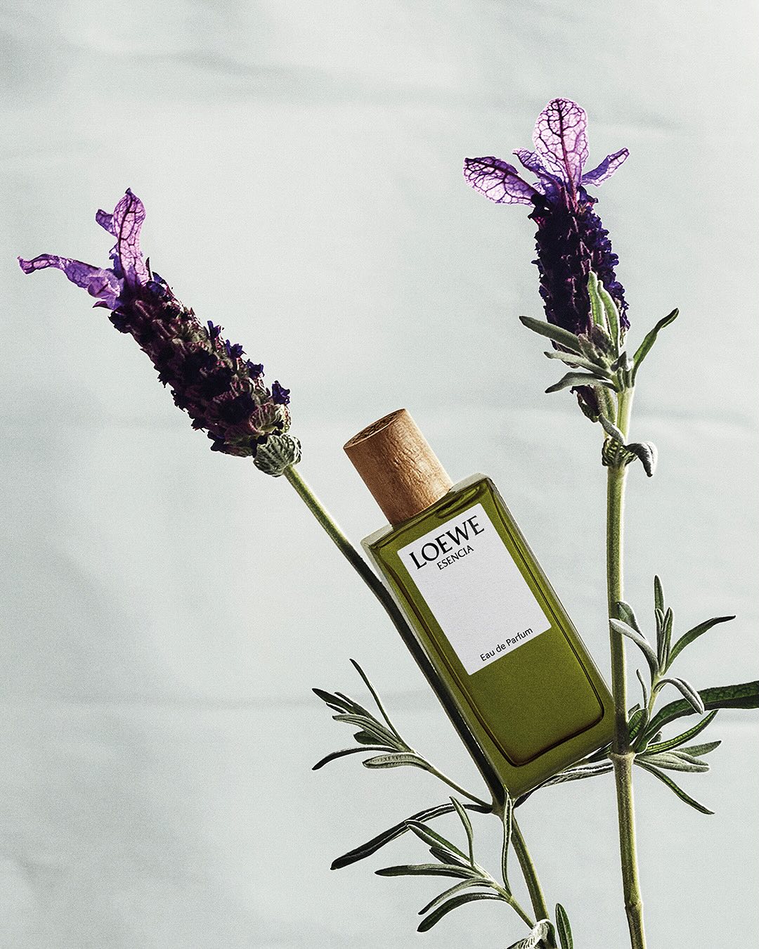 LOEWE Perfumes 