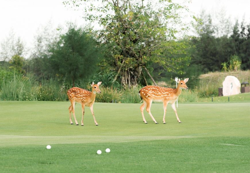 Vinpearl Golf Nam Hội An - 5